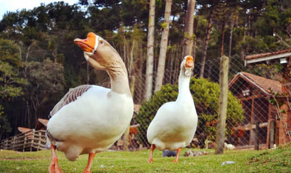 Fazendinha Toriba - Hotel Toriba em Campos do Jordão